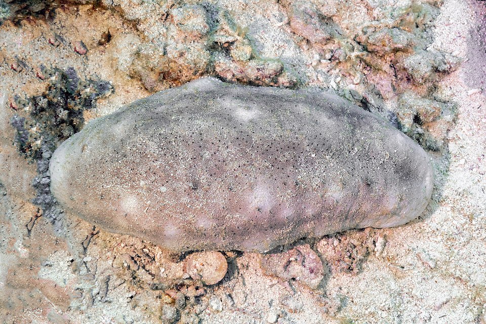 Sea life on the ocean floor near coral reef formations